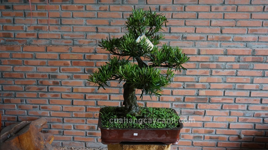 van nien tung bonsai%20(9)