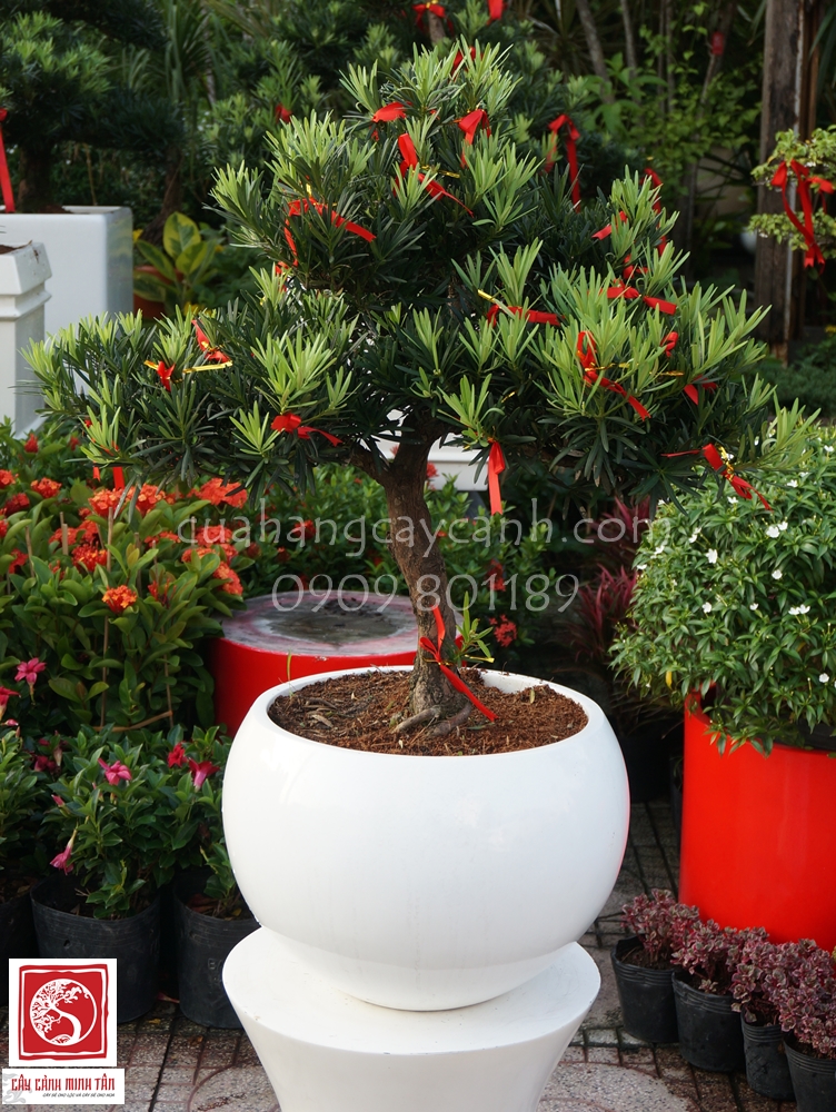 cay canh bonsai van nien tung | Blog Cây Cảnh
